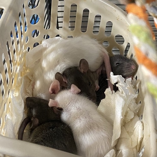 pile-of-rats-sleeping.jpg
